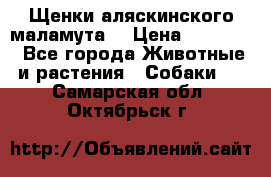 Щенки аляскинского маламута  › Цена ­ 15 000 - Все города Животные и растения » Собаки   . Самарская обл.,Октябрьск г.